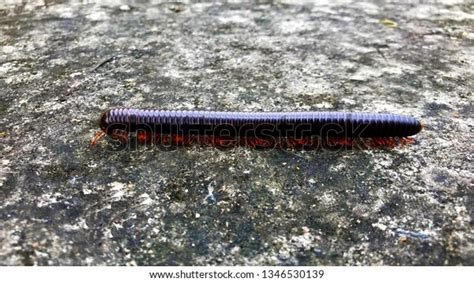  Log Millipede: Slow-Moving Armored Tank With a Thousand Legs