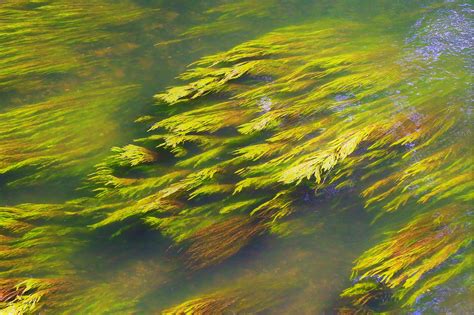  Yellow-Green Algae 探索微觀世界：獨特的黃綠色藻類和它們的奇妙生命旅程！