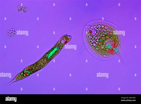   雙鞭毛蟲：你認得它嗎？這種微小的生物擁有令人驚嘆的移動方式！