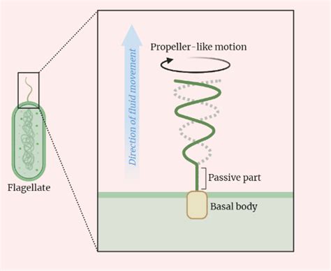  Leakio 牠有著令人驚嘆的鞭毛運動能力，而且是單細胞生物世界中的隱形冠軍！