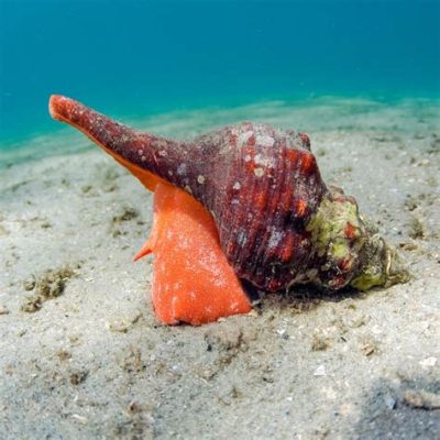  海生蝸牛擁有獨特的外型和奇異的生活習性，準備好探索這個神秘海洋世界了嗎！